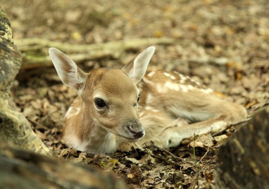Chambres D'Hotes La Corne Aux Vaches Fretigney-et-Velloreille Luaran gambar